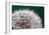 Dandelion Seeds On Green-Steve Gadomski-Framed Photographic Print