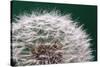 Dandelion Seeds On Green-Steve Gadomski-Stretched Canvas