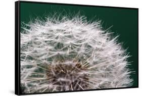 Dandelion Seeds On Green-Steve Gadomski-Framed Stretched Canvas