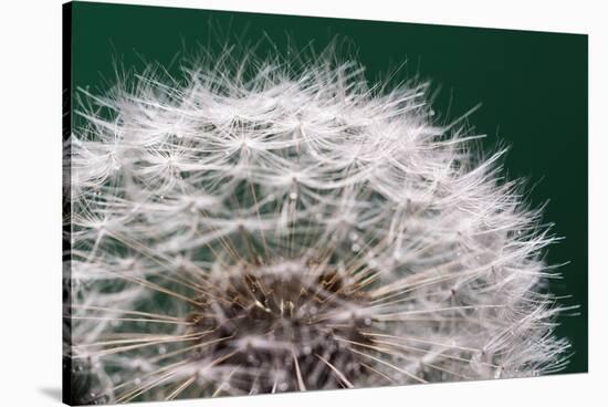 Dandelion Seeds On Green-Steve Gadomski-Stretched Canvas
