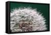 Dandelion Seeds On Green-Steve Gadomski-Framed Stretched Canvas