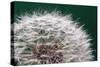 Dandelion Seeds On Green-Steve Gadomski-Stretched Canvas