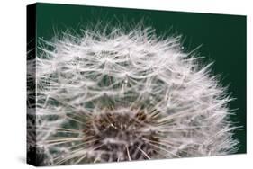 Dandelion Seeds On Green-Steve Gadomski-Stretched Canvas