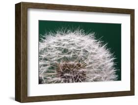 Dandelion Seeds On Green-Steve Gadomski-Framed Photographic Print