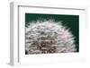 Dandelion Seeds On Green-Steve Gadomski-Framed Photographic Print