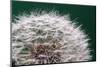 Dandelion Seeds On Green-Steve Gadomski-Mounted Photographic Print