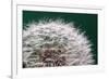 Dandelion Seeds On Green-Steve Gadomski-Framed Photographic Print