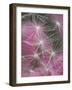 Dandelion Seeds, Pennsylvania, USA-Nancy Rotenberg-Framed Photographic Print