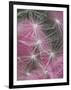 Dandelion Seeds, Pennsylvania, USA-Nancy Rotenberg-Framed Photographic Print