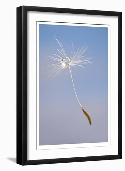 Dandelion Seeds-Donald Paulson-Framed Giclee Print