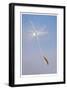 Dandelion Seeds-Donald Paulson-Framed Giclee Print