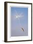 Dandelion Seeds-Donald Paulson-Framed Giclee Print