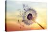 Dandelion Silhouette Against Sunset-Brian Jackson-Stretched Canvas