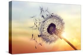 Dandelion Silhouette Against Sunset-Brian Jackson-Stretched Canvas