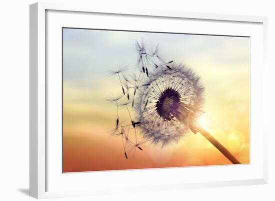 Dandelion Silhouette Against Sunset-Brian Jackson-Framed Photographic Print