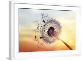 Dandelion Silhouette Against Sunset-Brian Jackson-Framed Photographic Print