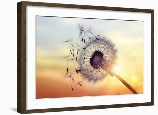 Dandelion Silhouette Against Sunset-Brian Jackson-Framed Photographic Print