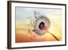 Dandelion Silhouette Against Sunset-Brian Jackson-Framed Photographic Print