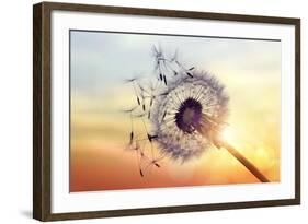 Dandelion Silhouette Against Sunset-Brian Jackson-Framed Photographic Print