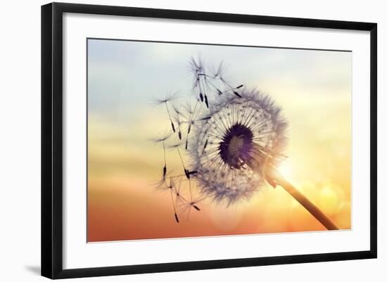 Dandelion Silhouette Against Sunset-Brian Jackson-Framed Photographic Print