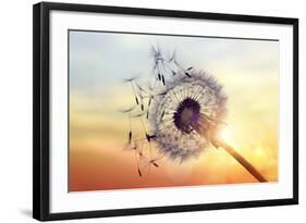 Dandelion Silhouette Against Sunset-Brian Jackson-Framed Photographic Print