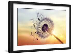 Dandelion Silhouette Against Sunset-Brian Jackson-Framed Photographic Print