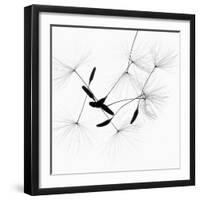 Dandelion Spores on White-Robert Cattan-Framed Photographic Print