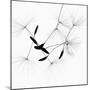 Dandelion Spores on White-Robert Cattan-Mounted Photographic Print