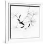 Dandelion Spores on White-Robert Cattan-Framed Photographic Print