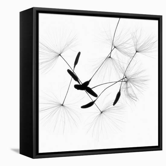 Dandelion Spores on White-Robert Cattan-Framed Stretched Canvas
