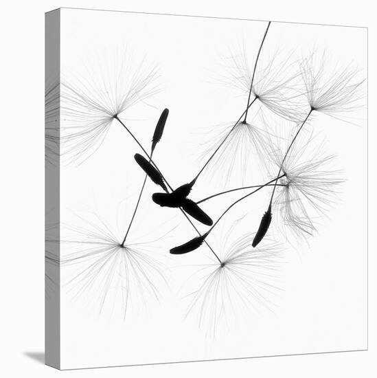 Dandelion Spores on White-Robert Cattan-Stretched Canvas