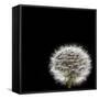 Dandelion Square-Steve Gadomski-Framed Stretched Canvas