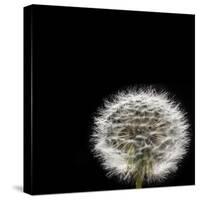 Dandelion Square-Steve Gadomski-Stretched Canvas