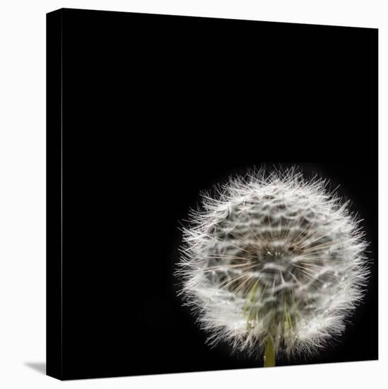 Dandelion Square-Steve Gadomski-Stretched Canvas