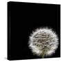 Dandelion Square-Steve Gadomski-Stretched Canvas