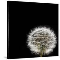 Dandelion Square-Steve Gadomski-Stretched Canvas