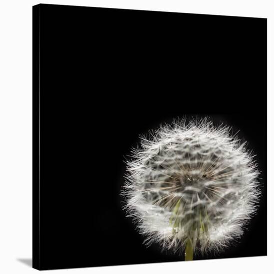 Dandelion Square-Steve Gadomski-Stretched Canvas