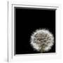 Dandelion Square-Steve Gadomski-Framed Photographic Print