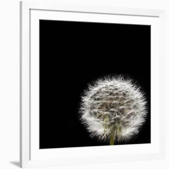 Dandelion Square-Steve Gadomski-Framed Photographic Print