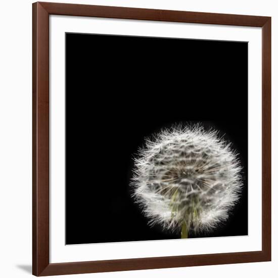 Dandelion Square-Steve Gadomski-Framed Photographic Print