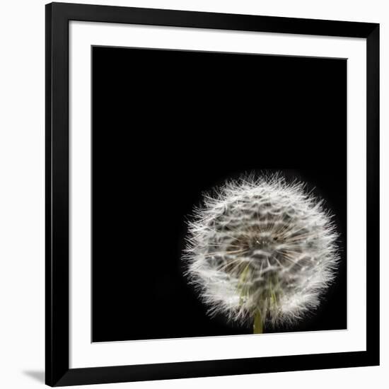 Dandelion Square-Steve Gadomski-Framed Photographic Print