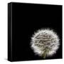 Dandelion Square-Steve Gadomski-Framed Stretched Canvas