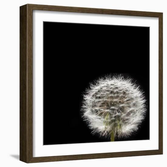 Dandelion Square-Steve Gadomski-Framed Photographic Print