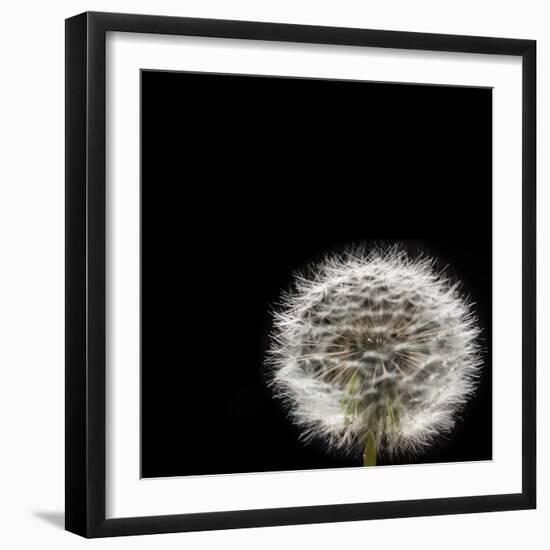 Dandelion Square-Steve Gadomski-Framed Photographic Print