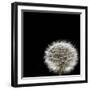 Dandelion Square-Steve Gadomski-Framed Photographic Print