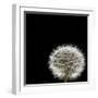 Dandelion Square-Steve Gadomski-Framed Photographic Print