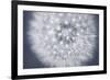 Dandelion Still-Andreas Stridsberg-Framed Giclee Print