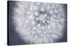 Dandelion Still-Andreas Stridsberg-Stretched Canvas