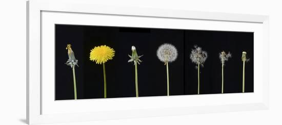 Dandelion (Taraxacum officinale), development from bud to seed. Digital composite-Adrian Davies-Framed Photographic Print