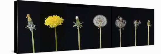Dandelion (Taraxacum officinale), development from bud to seed. Digital composite-Adrian Davies-Stretched Canvas